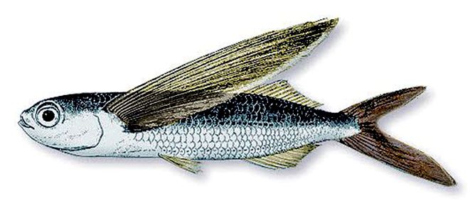 Exocoetus obtusirostris_007